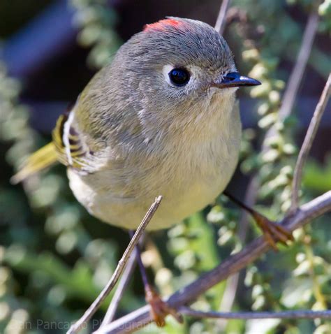 Ruby Crowned Kinglet Fundy National Park · Inaturalist Canada