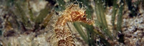 Seahorse Habitat Seahorse Facts And Information