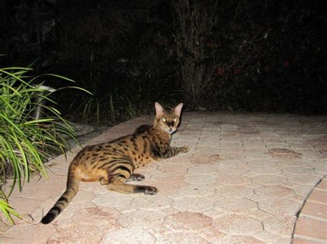 Check spelling or type a new query. Bengal Cat Price In India - Cat's Blog