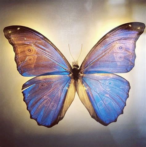 Blue Morpho Butterfly With Back Lighting Beautiful Butterfly