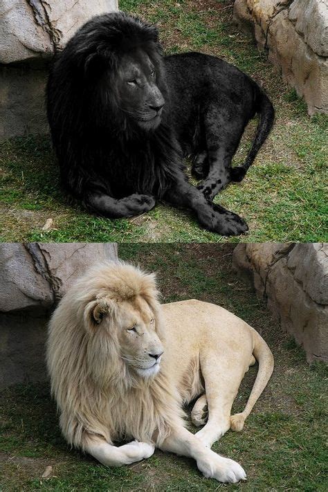 There Has Never Been Any Record Of Any Melanistic Black Lions