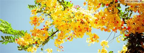 Beautiful Yellow Spring Flowers Facebook Cover Photo