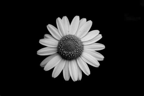 Jason Mcgroarty Takes Black And White Flowers Photos To Show The