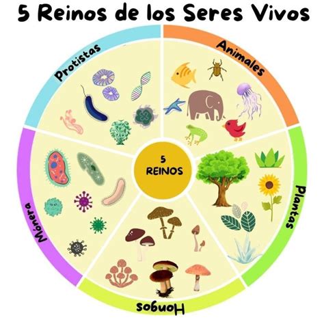 Seres Vivos Clasificación Y Características De Los 5 Reinos