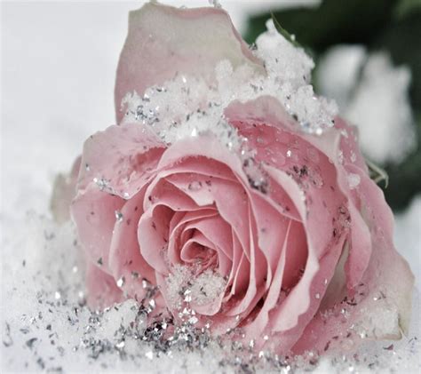 Pinkglitter Frozen Rose Flower Wallpaper Rose