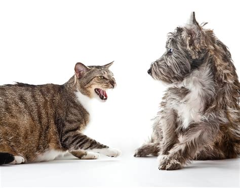 How To Stop Your Cat Attacking Your Dog