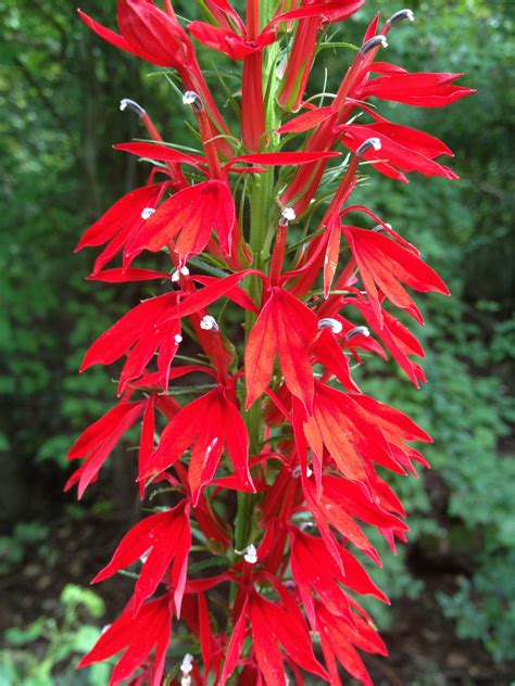 Cardinal Flower A Perennial Wildflower Native To North America Sc