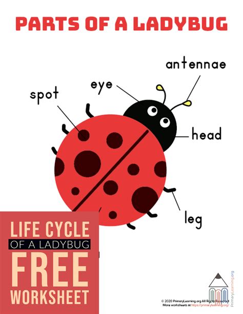 Parts Of A Ladybug Ladybug Life Cycle Ladybugs Preschool Ladybug