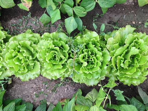 A Step By Step Guide To Regrowing Lettuce In Your Own Home