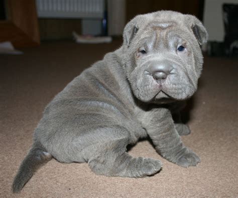 Chinese Shar Pei Puppies For Sale New York Ny 229305