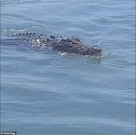 Fisherman Catches Huge Crocodile In Northern Queensland Daily Mail Online