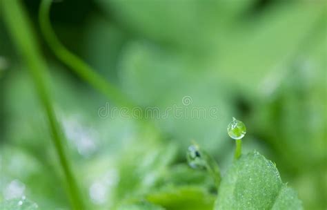 Macro Close Up Of Green Grass With Dew Water Drop Stock Photo Image
