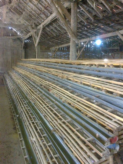 Pada umumnya kandang untuk pembibitan yakni 100 ekor dewasa dengan luas 200 m². Kandang Burung Puyuh | Jual Puyuh | Bibit Puyuh | Telur ...