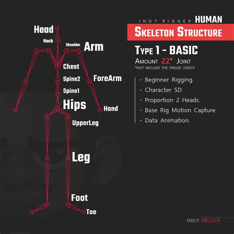 Humans Skeleton Structure Type1 Basic Basic Rigs Character Rigging