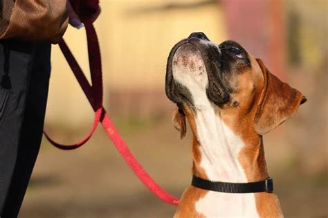 How To Train A Boxer Puppy To Sit Boxer Dog Diaries
