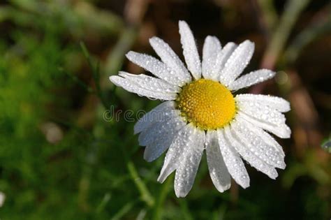 Camomile Flower With Morning Dew Stock Image Image Of Drop Morning
