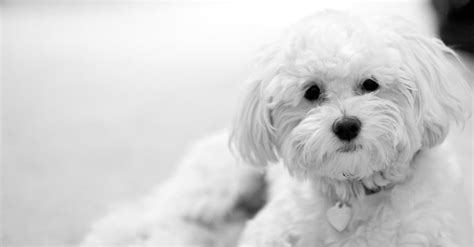 Maltipoo Dog Breed Complete Guide Wiki Point