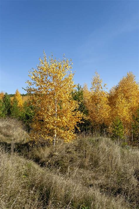 Young Birch With Yellow Autumn Leaves In A Pine Forest Stock Image
