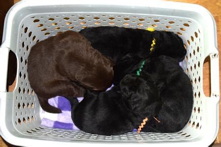 How long do dogs grow in height? How Fast Does a Newf Puppy Grow?