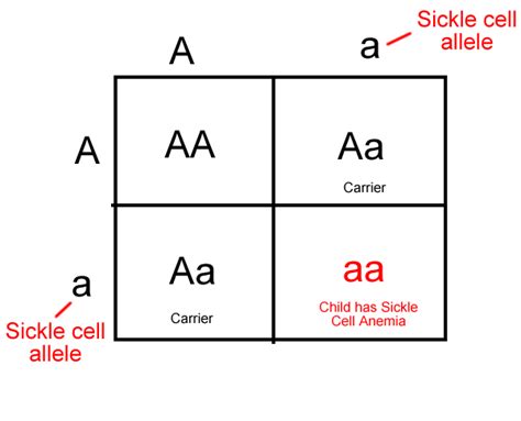 Sickle Cell Anemia Punnett Square