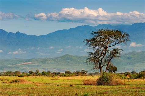 Comienza a planificar para ir a rwenzori mountains national park. Uganda's Rwenzori Mountains National Park