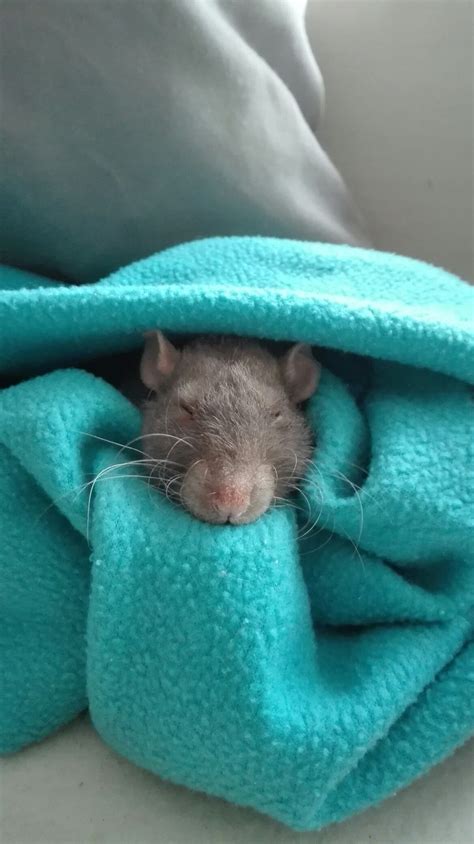Smurfie Cute Rats Pet Rats Fancy Rat