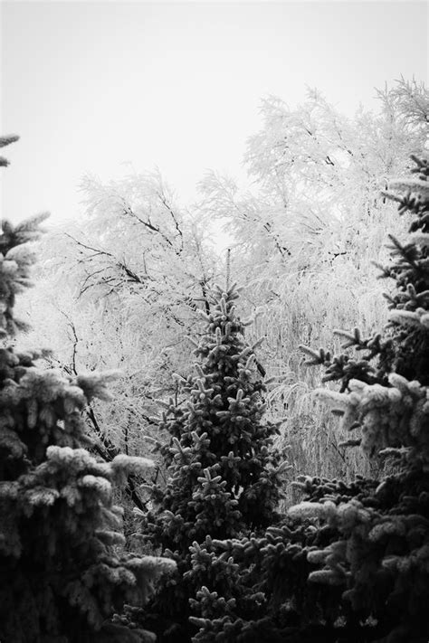 Winter Wonderland Winter Forest Stock Photo Image Of Coniferous
