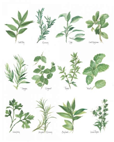 Somerset House Images Herb Chart