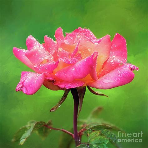 Beautiful Two Tone Rose In The Rain Photograph By Anita Pollak Pixels
