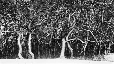 Branch Drawing Photograph By Ferenc Farago Photograph Art Fine Art