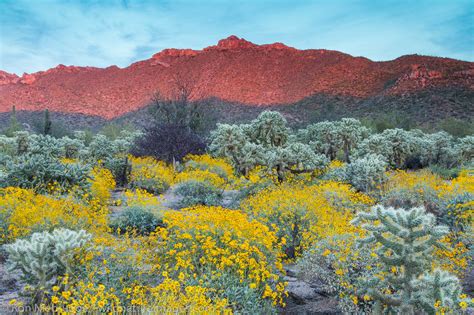 Spring Wildflowers Tucson Arizona Photos By Ron Niebrugge