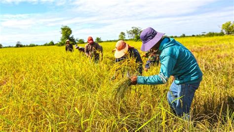 Cambodias Rice Exports To China Up 28 In First Four Months The