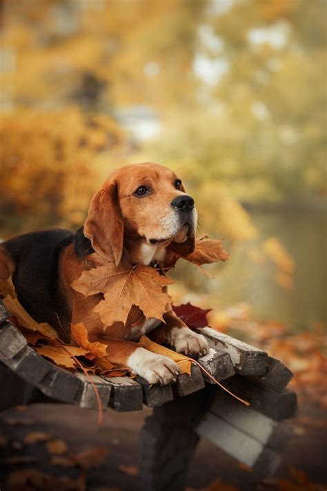 Beagle Puppy Wallpapers 65 Background Pictures