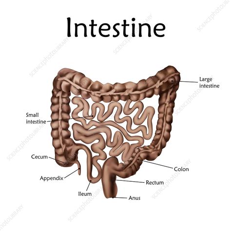 Human Intestine Illustration Stock Image F0224174 Science Photo Library