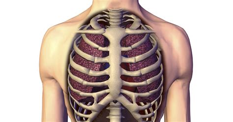 Organs Underneath Back Rib Cage 14 Causes Of Pain Under Right Rib