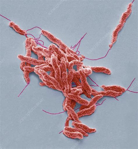 Campylobacter Jejuni Bacteria Sem Stock Image C0286251 Science
