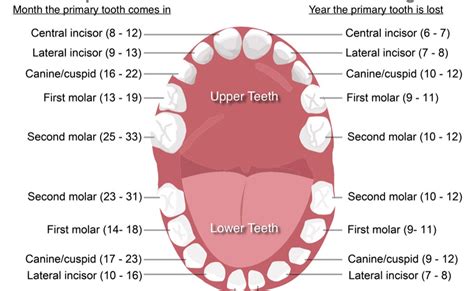 How To Help Molar Teething Pain Teethwalls