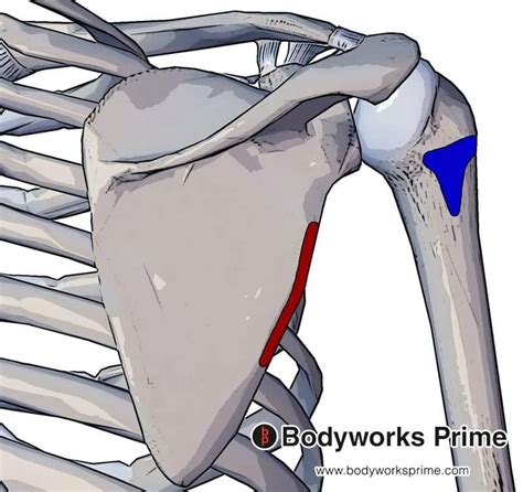 Teres Minor Muscle Anatomy Bodyworks Prime