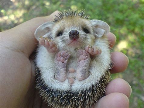 The Cutest Baby Animals In The World 45 Photos