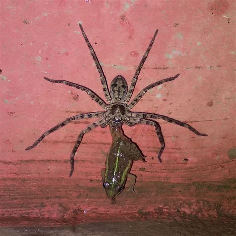 Massive Spider Eats Frog In India In Stomach Churning Footage Caught On