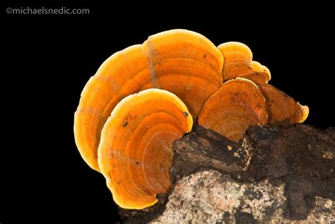 Bracket Fungi Wildnature Photo Expeditions