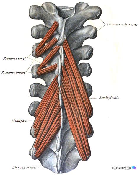 The major muscles of the back, from superficial to deep are divided in three groups: Deep Back Muscles | Anatomy | Geeky Medics