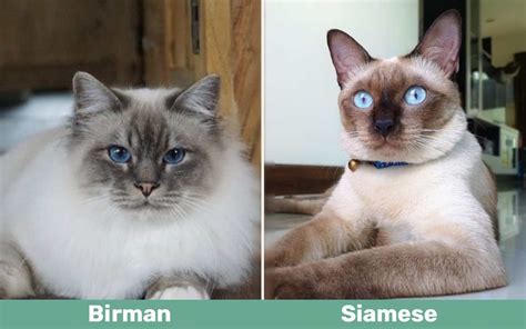 Birman Vs Siamese Cat Main Differences With Pictures Catster