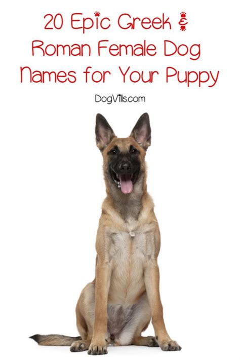 The list of cute cat names can help you find the purrfect name for your new cat or kitten. 20 Epic Roman & Greek Female Dog Names - DogVills