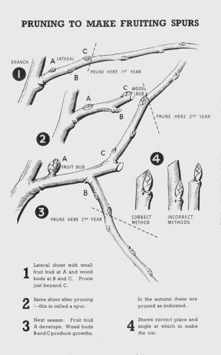 Pruning Tree Fruits Plum Damson Cherry Apple Pear Dig For