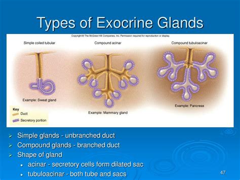Types Of Exocrine Glands