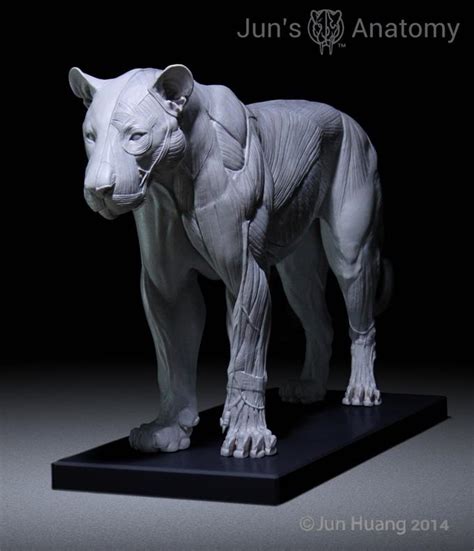 3D Printed Big Cat Anatomy Models