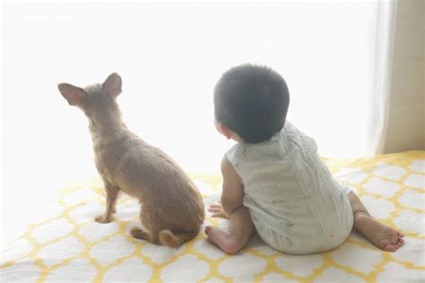 赤ちゃんと犬は一緒に暮らせる？メリットや注意点、安全を守るための対策を紹介