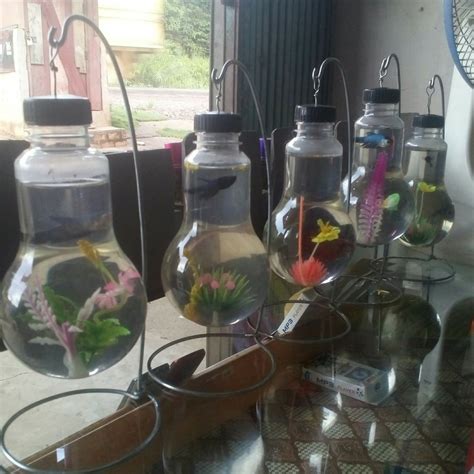 Kotoran otomatis keluar lewat kran magic bukan ? Jual aquarium mini gantung unik di lapak NIRWANA m_solikhin
