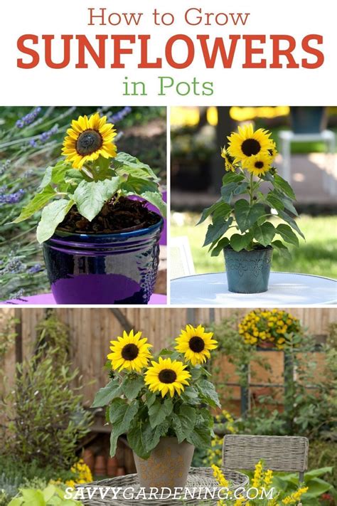 Growing Sunflowers In Pots A Step By Step Guide In 2023 Growing